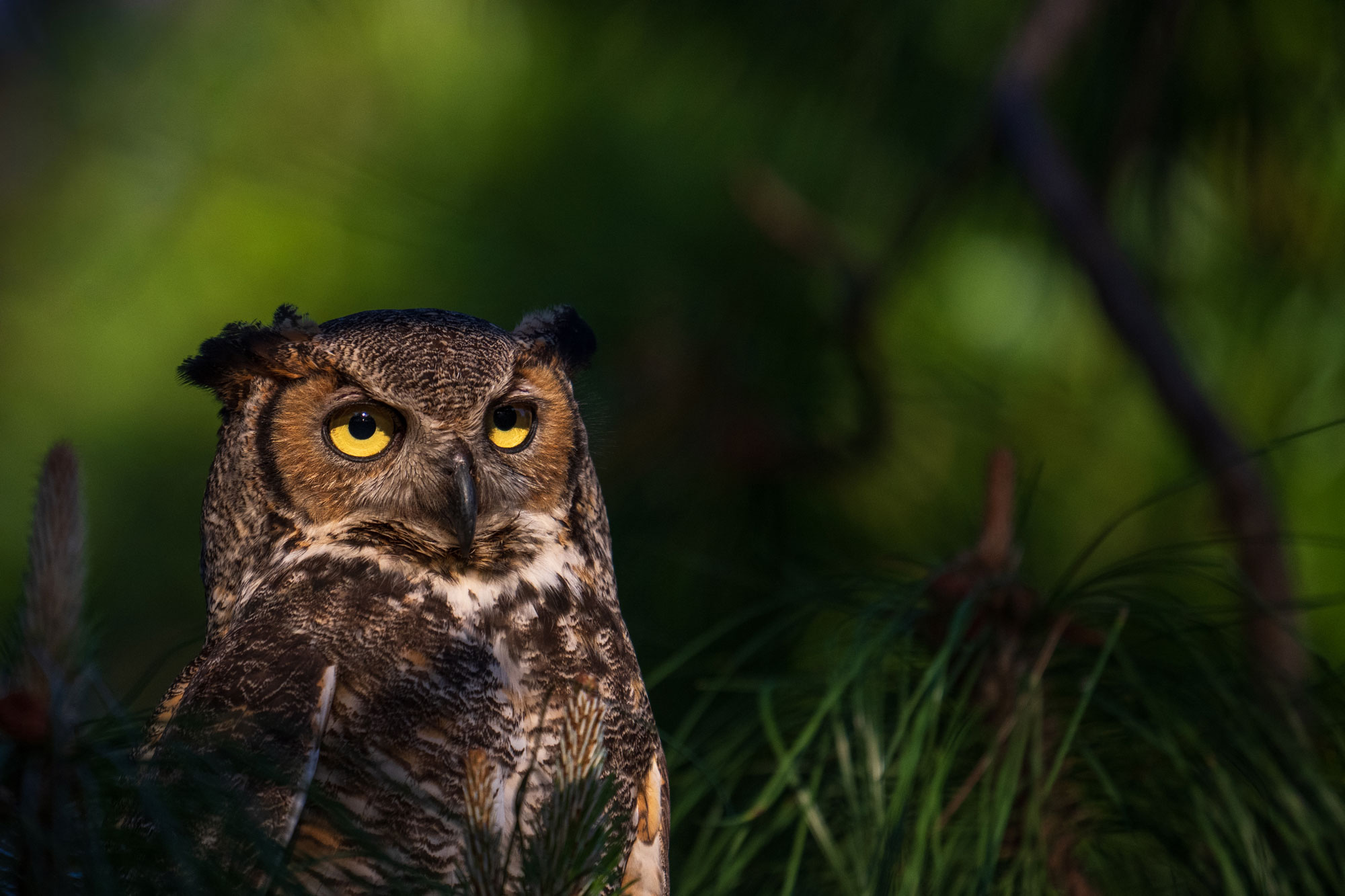En närbild av en uggla